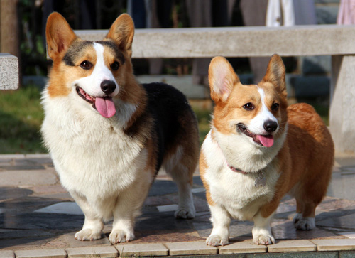 柯基犬的特点 从外貌特征去鉴别