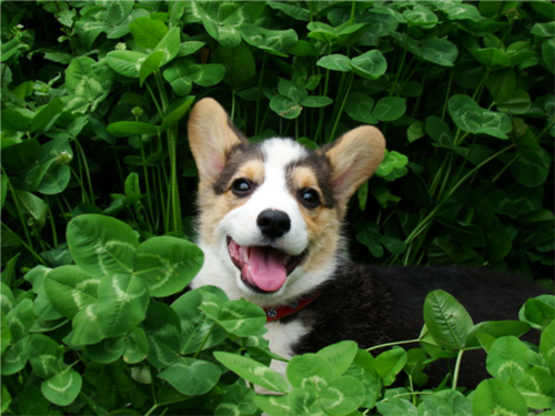 柯基犬的训练 犬喜欢这样的方式