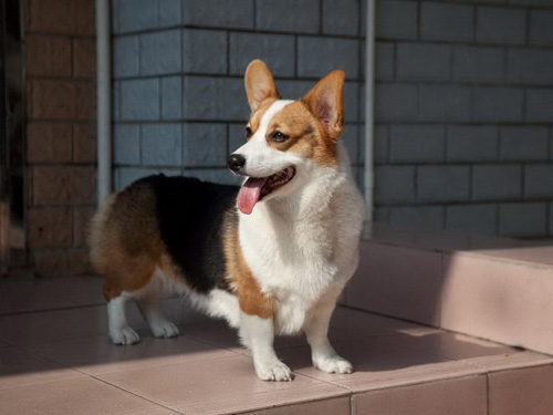 怎么挑柯基犬 体形要较匀称