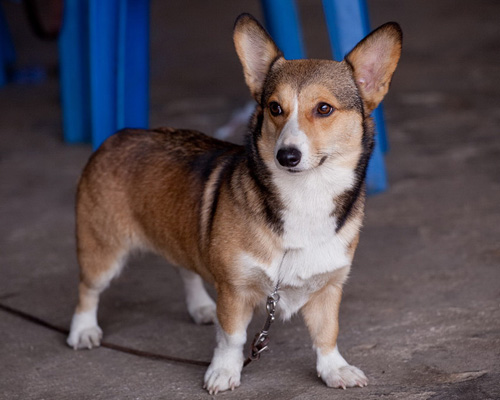 柯基犬掉毛怎么办 听听过来人的建议