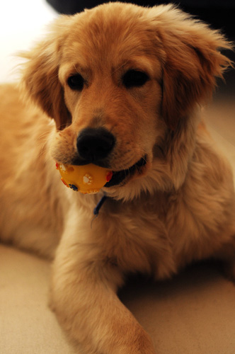 金毛犬多大开始训练 从幼年时期开始