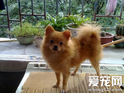 博美犬吃多少 幼年到成年食量不同