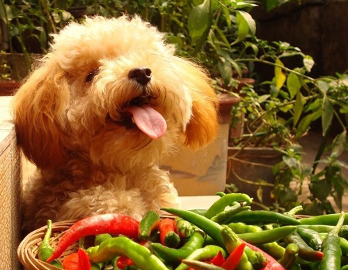 泰迪犬流眼泪怎么办 找引起泰迪犬流眼泪原因