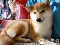 柴犬怎么样 该犬对人宽容友善