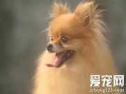 博美犬拉肚子怎么办 主要原因是什么