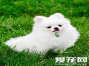 博美犬多少钱一只 根据毛色判断她的价格