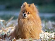 博美犬一般吃什么 应避免产生肥胖症