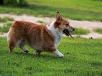 柯基犬好养么 选择柯基犬的理由