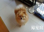 博美犬喜欢吃什么 狗狗也需要营养搭配