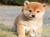 柴犬价格多少 可以先到网上参考一下价格